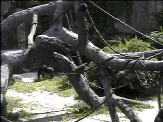 Gorilla Cam